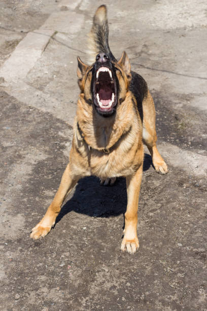 Angry German Shepherd: Bold Names for Powerful Dogs