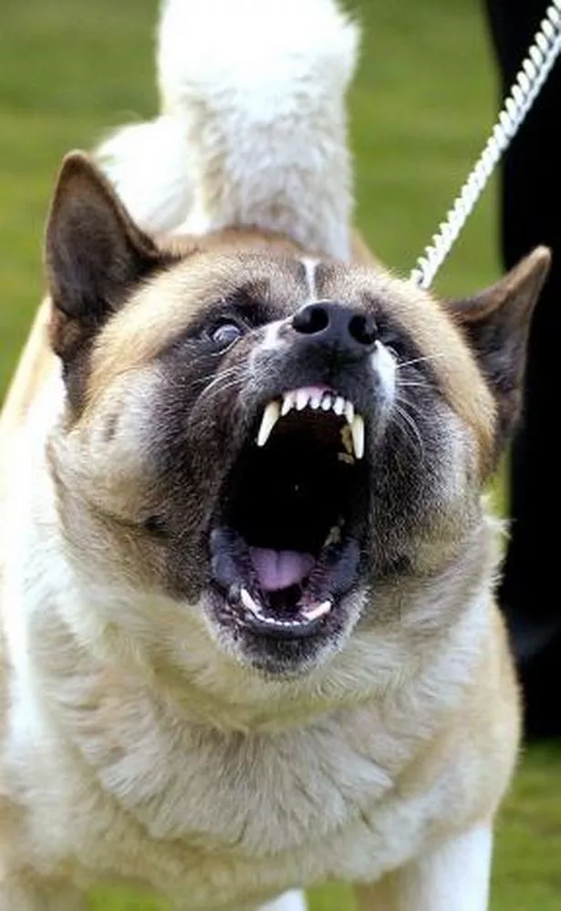 Angry Akita Dog Names: Powerful Loyal Guardians