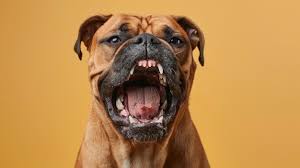 Angry Bullmastiff Dog Names: Strong Names