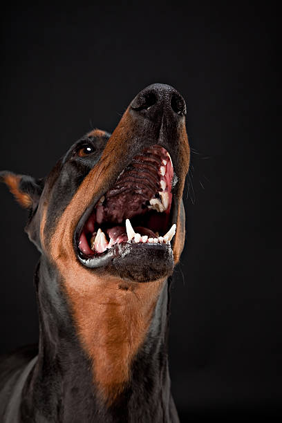 Angry Doberman Pinsetter Dog Names for Your Loyal Protector