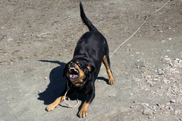 Angry Rottweiler Dog: Unique and Awesome Names