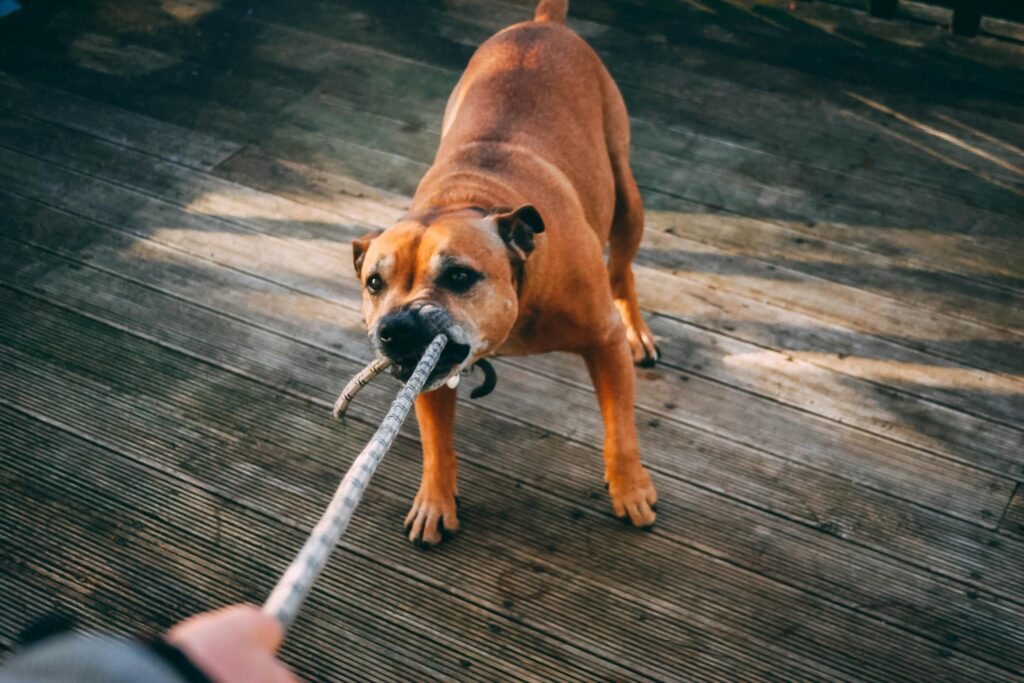 Terrier names