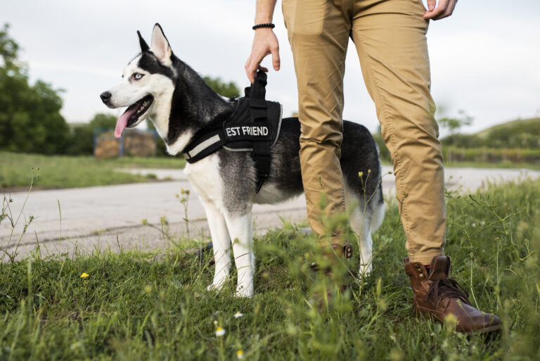 Best Guard Dog Names : Protective From Everywhere