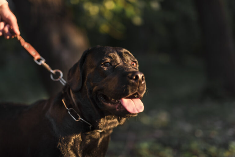 Best Hunting Dog Names: 100 Unique and Powerful Choices